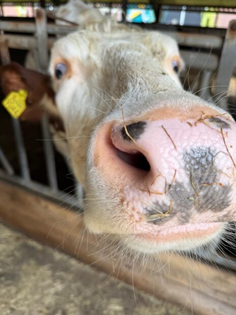 CDA Achterhoek: Scholder an scholder voor boeren, platteland en perspectief